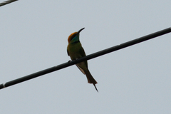 Merops orientalis ferrugeiceps