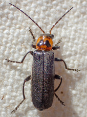 Cyrtomoptera divisa
