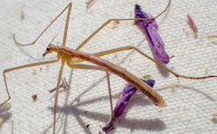 Apterobittacus apterus