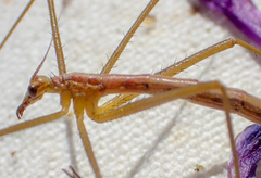 Apterobittacus apterus