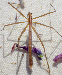 Apterobittacus apterus