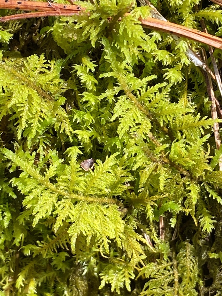 delicate fern moss from Thetford, VT, USA on May 6, 2024 at 02:48 PM by ...