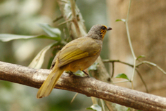 Pycnonotus finlaysoni