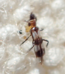 Aeolothrips collaris
