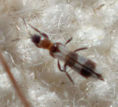 Aeolothrips collaris