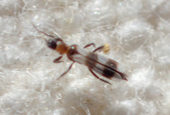 Aeolothrips collaris