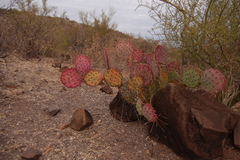 Opuntia gosseliniana