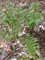 Athyrium