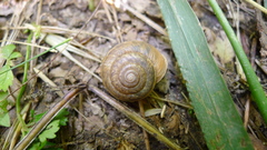 Euomphalia strigella