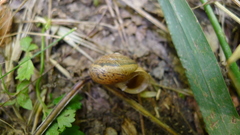 Euomphalia strigella