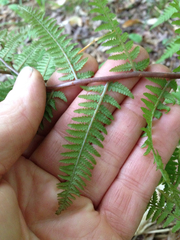 Athyrium