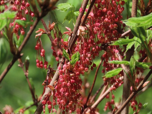 Image of Acer diabolicum by (c) Marco Mussita, some rights reserved (CC BY)