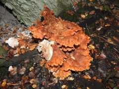 Bondarzewia kirkii