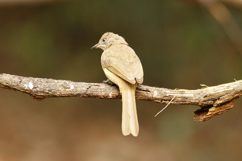 Pycnonotus conradi