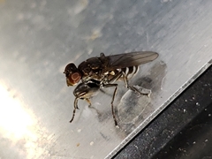 Ochthera tuberculata