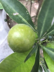 Citrus × aurantiifolia