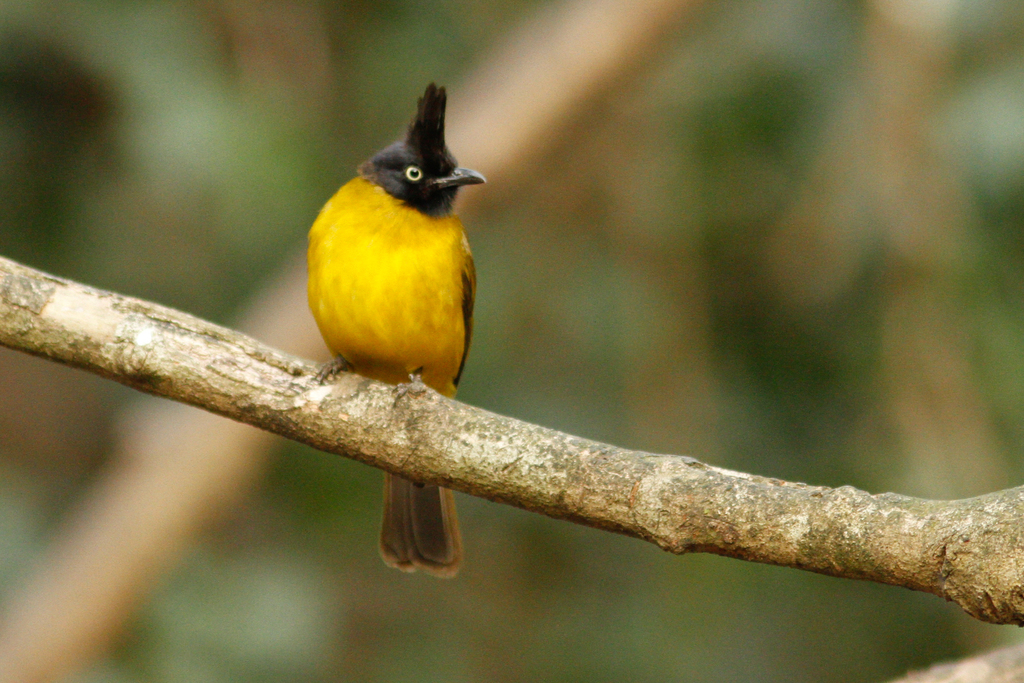 Black-crested Bulbul (Rubigula flaviventris) photo