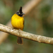Black-crested Bulbul - Photo (c) Julien Renoult, some rights reserved (CC BY)