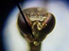 Ochthera tuberculata