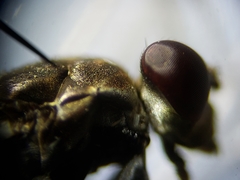 Ochthera tuberculata