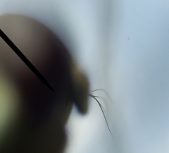 Ochthera tuberculata