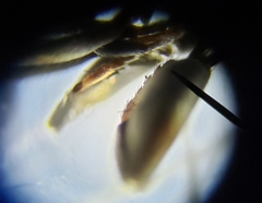 Ochthera tuberculata