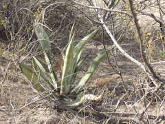 Agave asperrima zarcensis