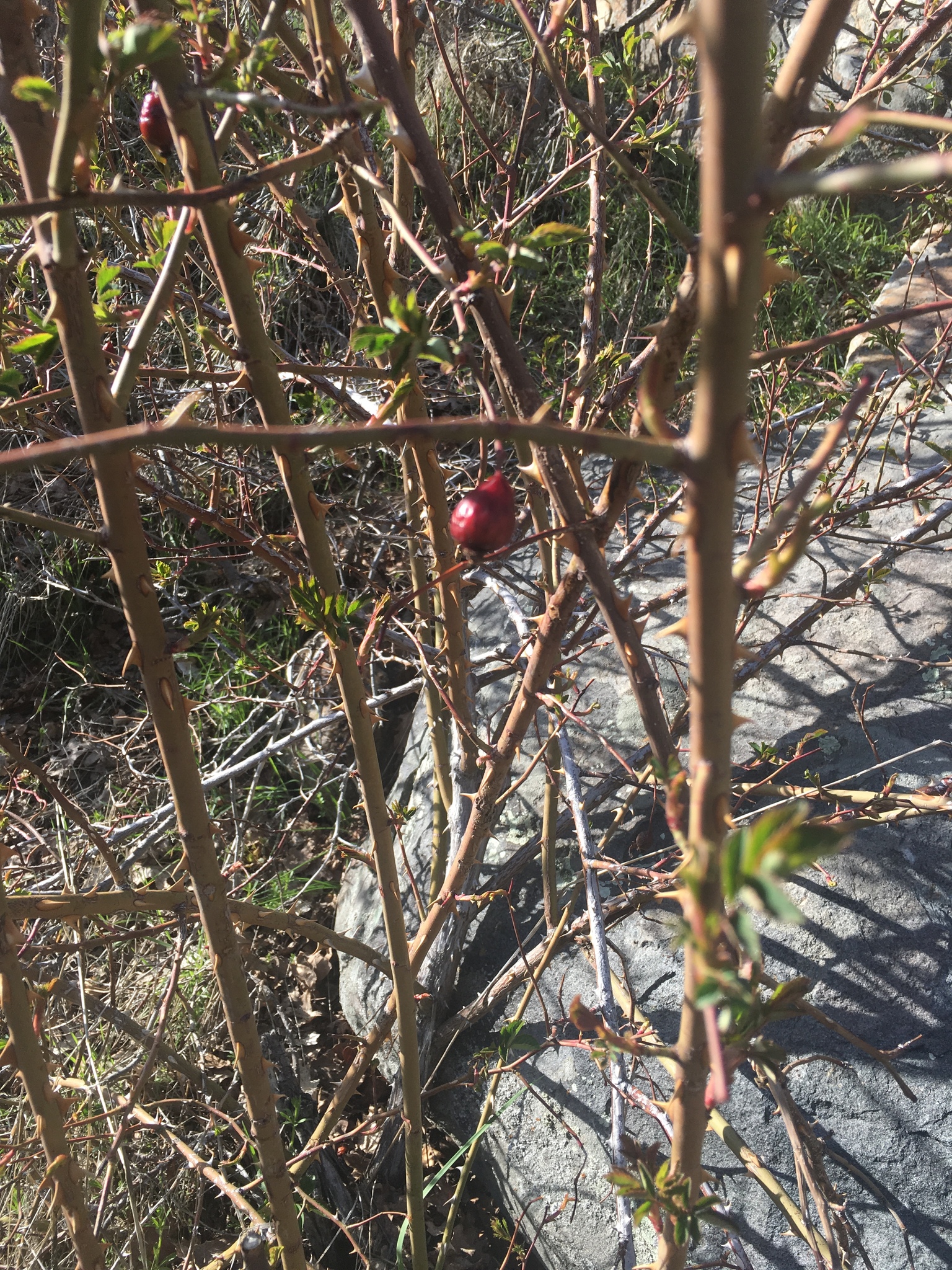 Églantier (Rosa canina) — photo 3