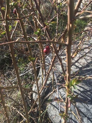 Églantier (Rosa canina) — photo 3
