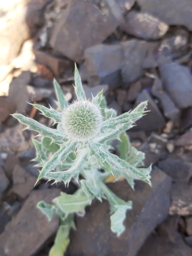 Echinops nanus