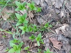 Saponaria officinalis
