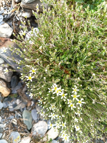 Image of Arenaria grandiflora by no rights reserved