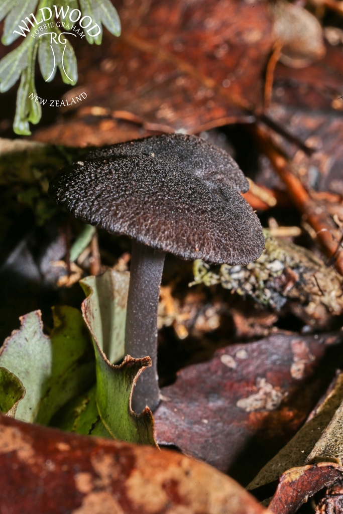 Blue Edge Pinkgill from Taupo District, Waikato, New Zealand on May 7 ...