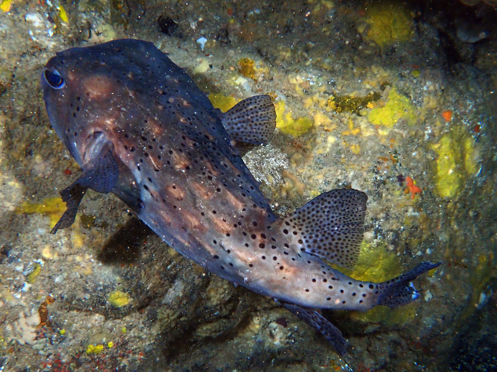 Spotfin Burrfish from Norfolk Island on April 13, 2024 at 05:27 PM by ...