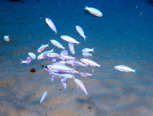 Teixeirichthys observed 2024-04-13