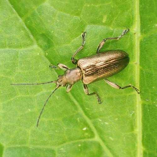 jewel reed beetle, Linnaeusborg, 9747 AG Groningen, Netherlands, photo 6 of 10