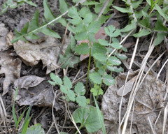 Pimpinella saxifraga