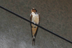 Hirundo rustica