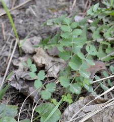Pimpinella saxifraga