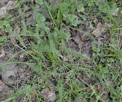 Achillea millefolium