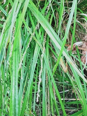 Carex virgata