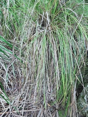 Carex virgata