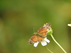 Anthanassa argentea