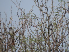 Myiarchus cinerascens