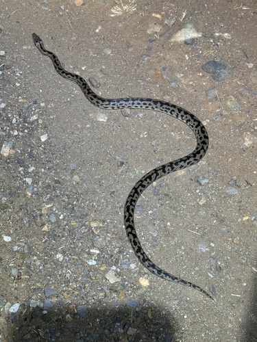 Spotted Python sighting