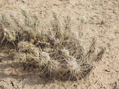 Corynopuntia