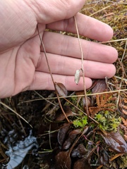 Parnassia glauca