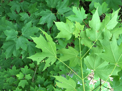 Acer leucoderme