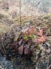 Parnassia glauca