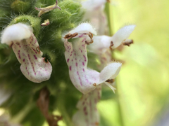 Stachys pycnantha